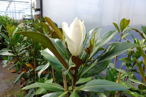 100 cm magnolia - 80-,