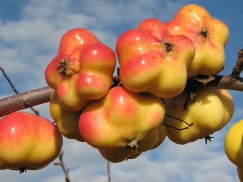 Apfelbaum apistar - apfelbaum,