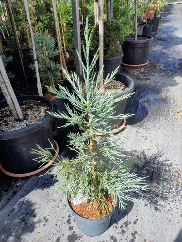 Sequoiadendron giganteum