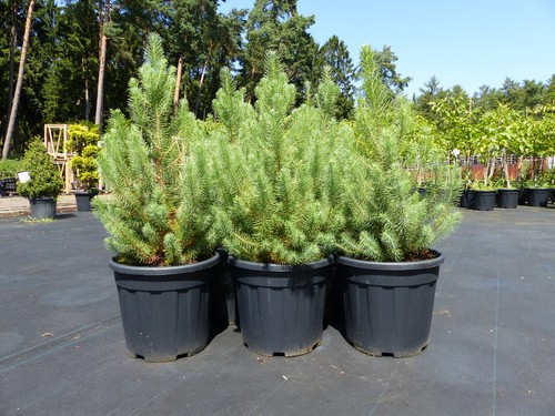Pinus pinea mittelmeerkiefer - pinus,