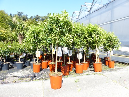 Citrus yuzu 100 120 - -,