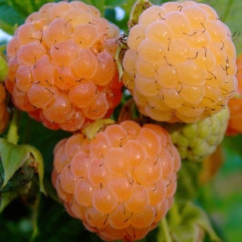 Himbeere valentina - himbeere, (s)