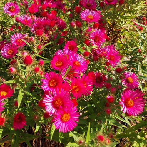 Herbst aster pink - pink, winterhart