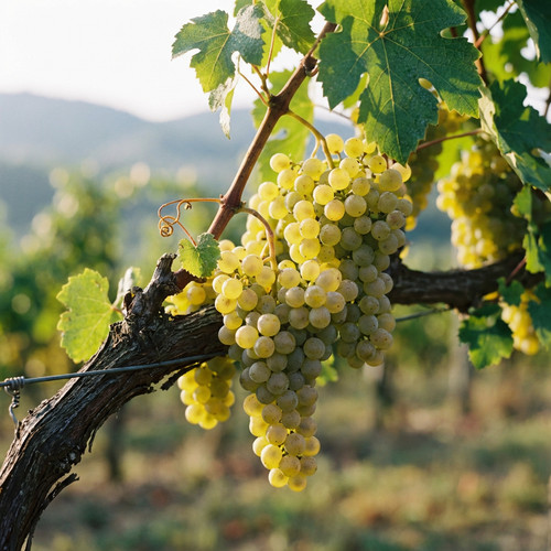 Vitis lakemont weintraube - vitis,