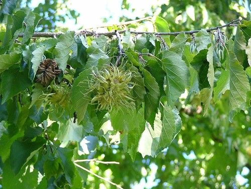Baum hasel corylus - baum-hasel,