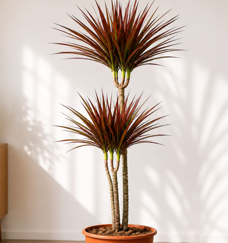 Dracaena magenta 100cm - magenta, 🌿