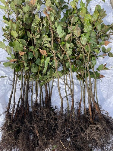 100x rotbuche fagus sylvatica - fagus,