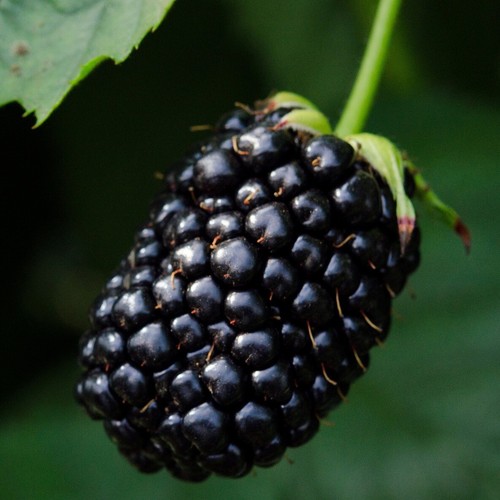 Brombeere karaka black - brombeere,