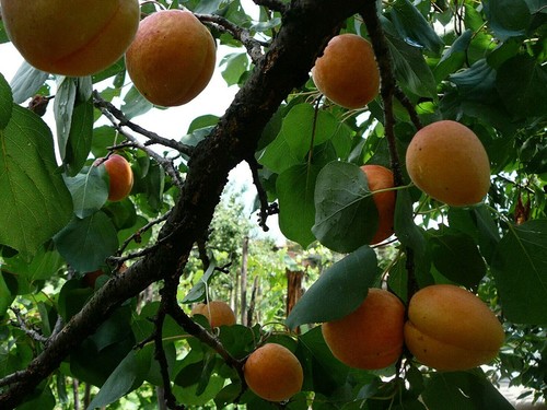 Aprikose prunus armeniaca - aprikose,