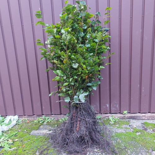 100x rotbuche fagus sylvatica - 100x,