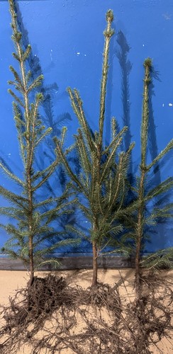 Fichte 100 picea - 1x, |