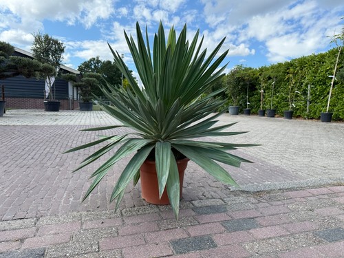Tropictrees yucca gloriosa - yucca,