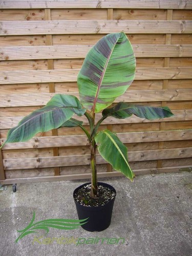 Musa sikkimensis red tiger - sikkimensis, tiger'
