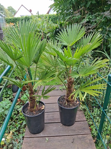 Trachycarpus wagnerianus - ,