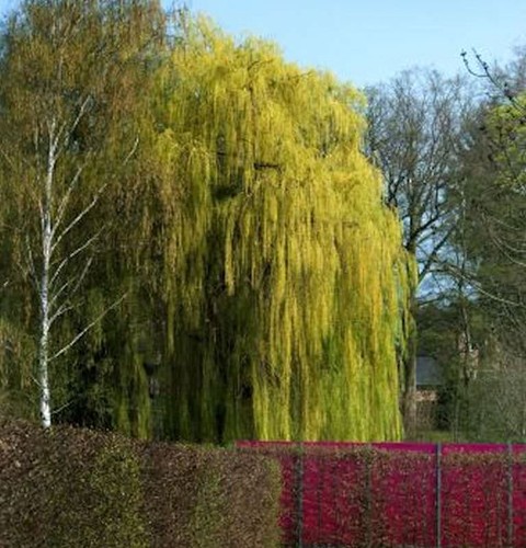 Trauerweide 100 125cm - trauerweide, salix