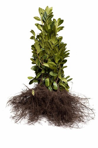 Prunus laurocerasus novita - laurocerasus,