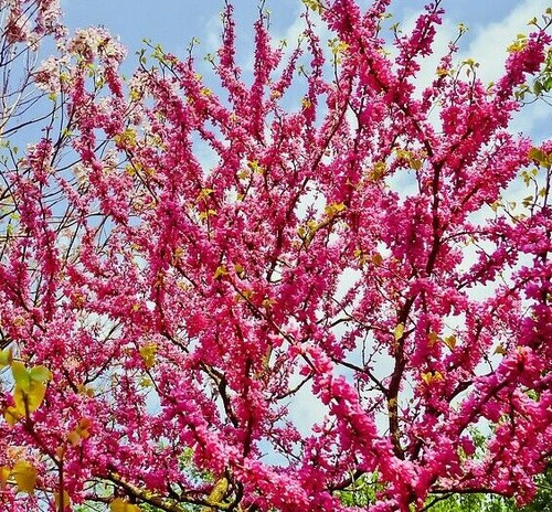 Gewöhnlicher judasbaum cercis - gewöhnlicher,