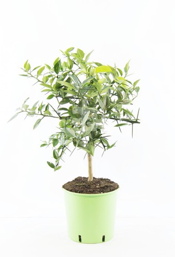 Citrus junos yuzu 80 - citrus,