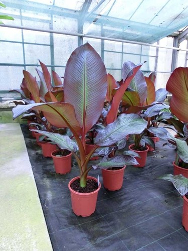 Musa ensete maurellii - -, rote