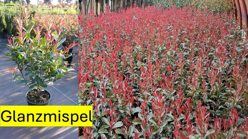 Angebot photinia fraersii red - angebot,