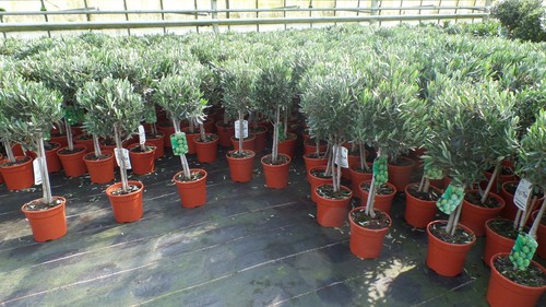 Olivenbaum stamm olive - olivenbaum,
