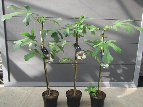 Ficus carica süßer frucht - carica,