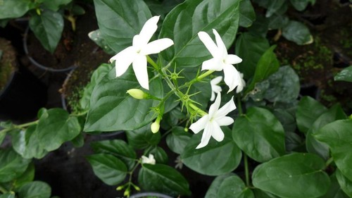 Arabischer jasmin jasminum - arabischer,