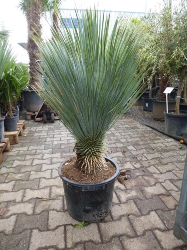 Palmenlager xl yucca - [palmenlager],