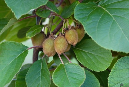 2er set selbstfruchtende kiwi - set,