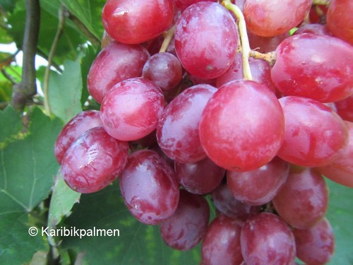 Vitis razzmatazz - vitis, 'razzmatazz'®
