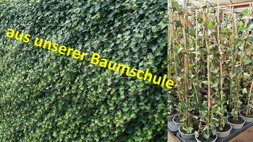 Hedera hibernica 100 cm - hedera, 70-100