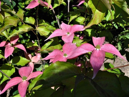 Cornus kousa scarlet fire - cornus, 'scarlet