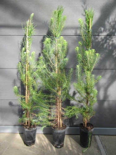 Pinus pinea schirm kiefer - pinus,