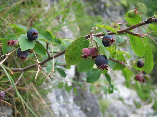 Zwerg felsenbirne amelanchier - zwerg-felsenbirne,