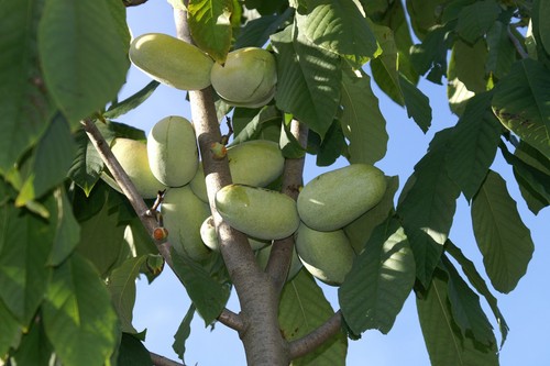 Asimina triloba prima - asimina,