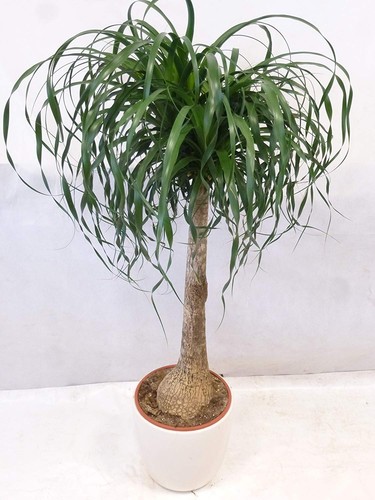 Palmenlager xl nolina - [palmenlager],