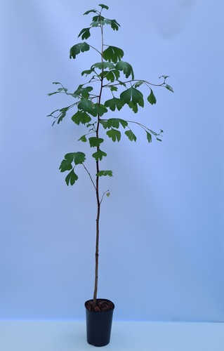 Ginkgo 100 cm - -, 80-100