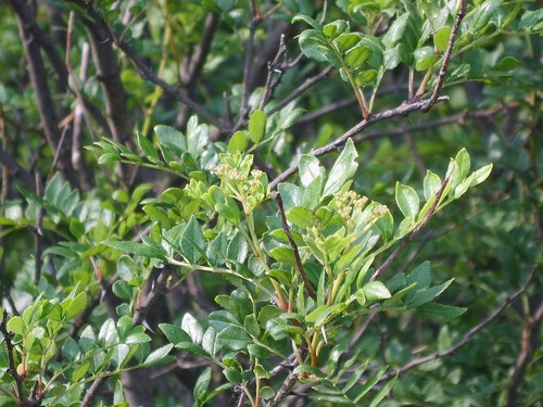 Szechuanpfeffer zanthoxylum - szechuanpfeffer,