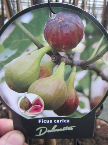 Ficus carica dalmatie - carica,