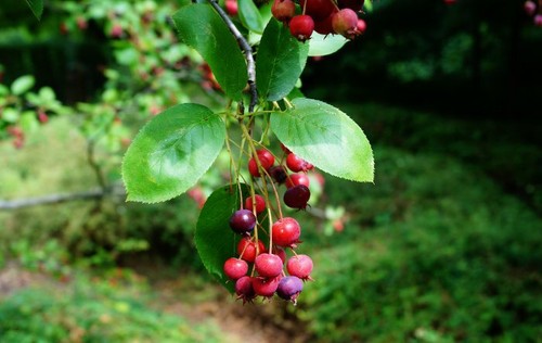 Echte felsenbirne amelanchier - felsenbirne,