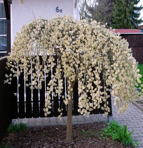 Salix caprea pendula - salix,