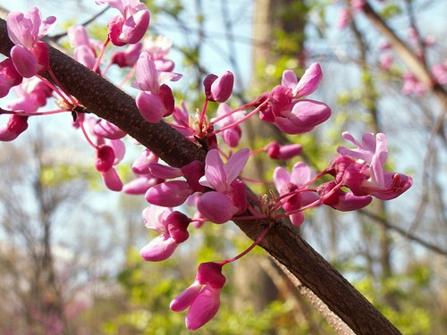 Kanadischer judasbaum cercis - kanadischer,