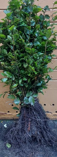 Rotbuche fagus sylvatica - rotbuche,