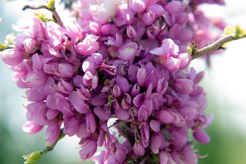 Chinesischer judasbaum cercis - judasbaum,