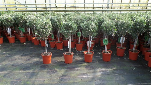 Olivenbaum stamm olive - olivenbaum,
