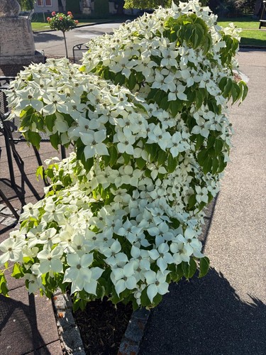Cornus kousa chinensis