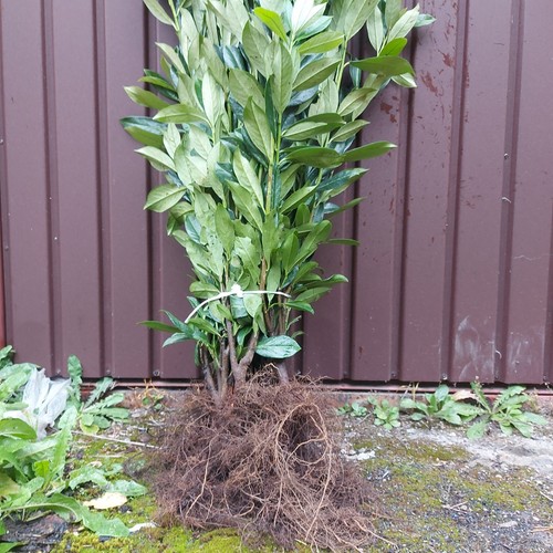 Kirschlorbeer caucasica - 1x,