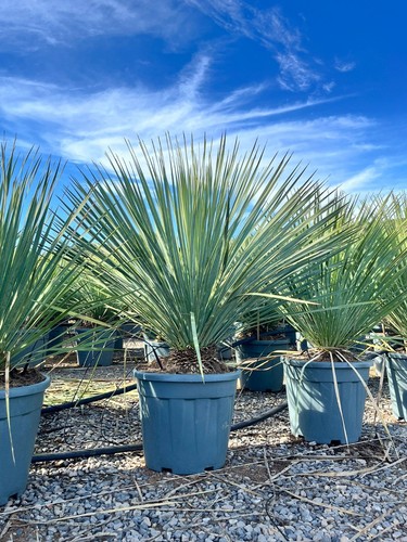 Sunny tree yucca rostrata - sunny,
