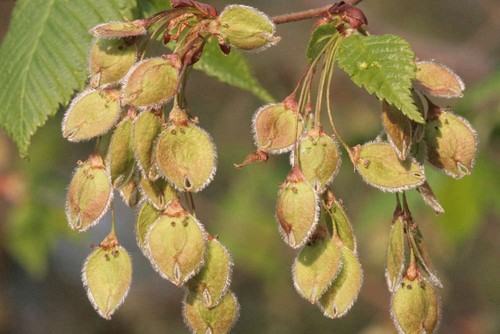 Flatterulme ulmus laevis - flatterulme,