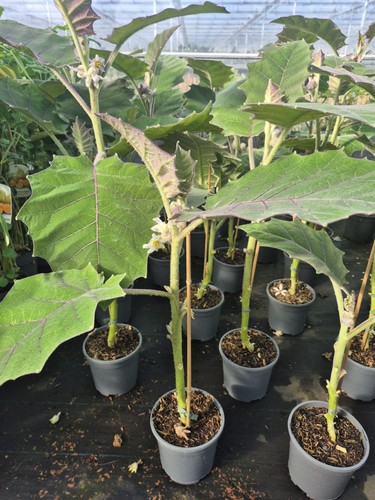 Quitoorange solanum quitoense - quitoorange,